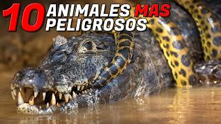 Los 10 animales terrestres más agresivos y peligrosos del mundo [upl. by Nnylassej523]