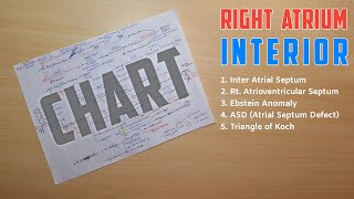 Right Atrium Anatomy Interior  Part 2  Triangle of Koch Ebstein Anatomy ASD  TCML [upl. by Attenaz748]