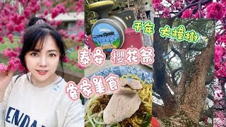 《櫻花季》八重櫻怒放 最美派出所 泰安 櫻花滿開泰安 櫻花 三義 客家料理 元宵節 花燈 taiwan 千年大樟樹 Bella54168 美食 美味しい 浪漫 [upl. by Alihs]