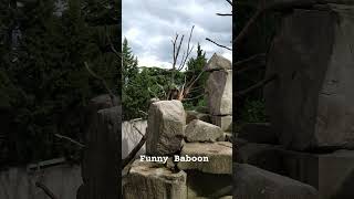 Funny Baboon 🙉 I Viral Funniest Animals I Original Video [upl. by Mercuri]