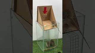 The best homemade mouse trap 🪤 [upl. by Shakti]