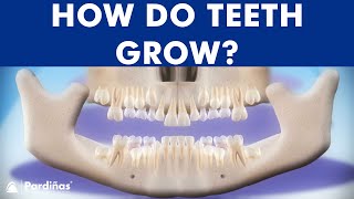 INCREDIBLE Tooth eruption process  How do teeth grow © [upl. by Sheppard907]