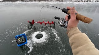 Early Ice Fishing Aggressive Jumbo Perch and Walleye [upl. by Nitaf783]