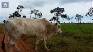 MT registra caso suspeito de quotdoença da vaca loucaquot [upl. by Tyre]