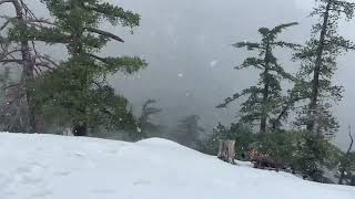 Snow up in Idyllwild today January 20 2024 ￼ [upl. by Cherise]