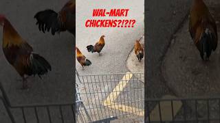 The famous WalMart chickens of Tallahassee Florida chickens hen rooster poultry walmart [upl. by Donn]