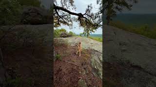 Rate my pinecone chompin olympics2026 hikingdog hikingadventures goldenretriever [upl. by Sajet118]