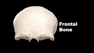 Osteology of Head amp Neck  Frontal Bone Anatomy mbbs bds education [upl. by Itnuahsa]