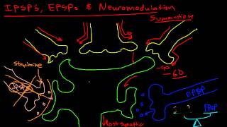 Neuromodulation strychnine example [upl. by Kerat]