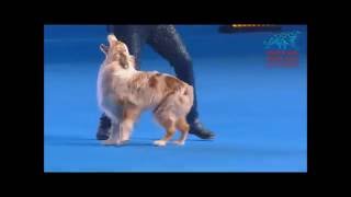 FCI Dog dance World Championship 2016 –Heelwork to music final– Uta Opel with Dexter Germany [upl. by Sibie233]