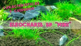 Eleocharis SP Mini  Características y cuidados [upl. by Nyasuh101]