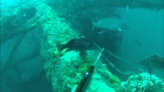 Spearfishing Carolina Grouper Season 2012 [upl. by Annaid]