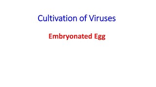 cultivation of virus in embryonated egg part 2 [upl. by Zilvia]