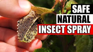 DIY Natural Aphid And Insect Spray [upl. by Dielle]