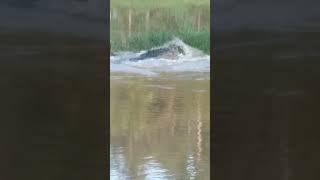 kauda inne kiyala dakka aya comment karan yamu🐊🐊🐊 In nilwala river 🏞🏞🏞 [upl. by Hickie]