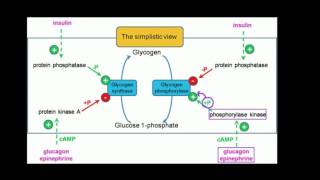 Regulation of Glycogen Metabolism [upl. by Anos]