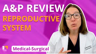 MS Reproductive System AampP Review [upl. by Cinnamon492]