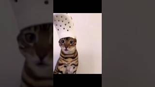 🐈😸😅cat 2024 viralvideo comedy shorts shortsfeed trendingshorts shotsfeedcatlover [upl. by Arob]