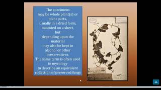 BSc II yearTaxonomy Herbarium Techniques 16 02 22 by Dr R P Raghava [upl. by Gorlicki]