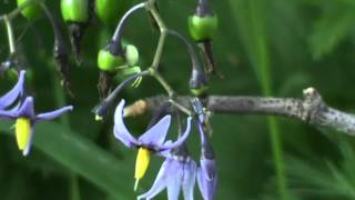 MyNature Apps Identifying Bittersweet Nightshade Solanum dulcamara [upl. by Ydnat]