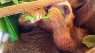 Baby Sloths eating in Costa Rica [upl. by Mahseh]