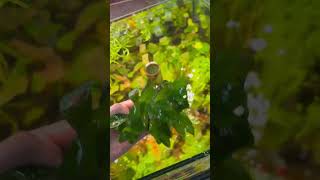 Nomaphila Siamensis aquarium plants [upl. by Selry]