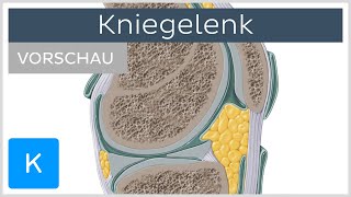 Kniegelenk  Aufbau und Funktion Vorschau  Kenhub [upl. by Ellerehc]