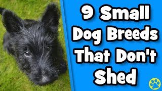 Top 9 Small Dogs That Dont Shed [upl. by Cookie319]