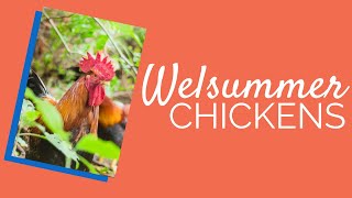 Welsummer Chickens  Chickens For Backyards [upl. by Nagear469]