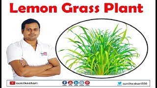 lemon grass plant and its uses in hindi  Lemongrass  Cymbopogon citratus [upl. by Blanc]