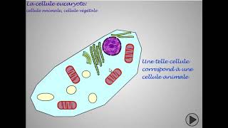 Comparaison entre la cellule animale et la cellule végétale [upl. by Keel963]