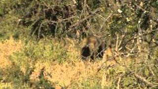 Bat Eared Fox foraging for ant termites and bugs [upl. by Llatsyrk102]