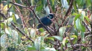 Berylspangled Tanager  Tangara nigroviridis  Tangaras de Colombia  Tanagers [upl. by Aiem]