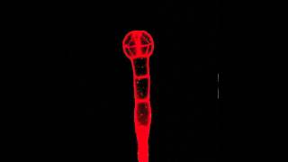 Morph of Plant Embryo Development [upl. by Derrik425]