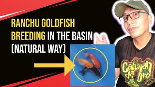 Ranchu Goldfish Breeding In The Basin Natural Way [upl. by Adehsar]