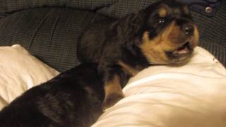 Rottweiler Puppy Howling Two Weeks Old [upl. by Trik]