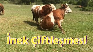 03 İnek Çiftleşmesi İnekler Nasıl Çiftleşir Dogal İnek Tohumlama Çiftleşen İnek ve Dana cow mating [upl. by Arihsa]