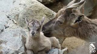 Newborn Tadjik Markhor Calves at the LA Zoo [upl. by Eydie]