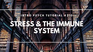 Stress amp The Immune System Intro Psych Tutorial 210 [upl. by Brandwein568]