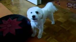 bichon bolonais chanteurmp4 [upl. by Erehc]