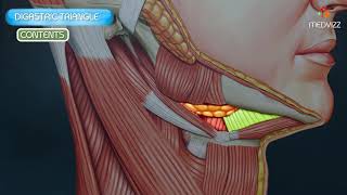 Digastric Triangle Submandibular Triangle Animated Video [upl. by Nerti]