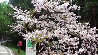 2017全台春遊驚豔賞櫻花情報景點報乎你知 Taiwan cherry attractions  beautiful cherry [upl. by Clover]