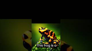 The Yellow Banded Poison Dart Frog [upl. by Adnohr]