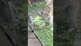 Ring Tailed Lemurs Eating Lettuce 🐒 🥬 [upl. by Ylac]