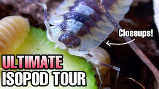 ISOPOD COLLECTION TOUR  FEEDING amp WATERING 34 TYPES [upl. by Kcirdnek]