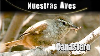 CANASTERO  Serie Nuestras Aves [upl. by Jardena835]