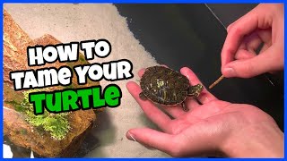 How To Tame Your Pet TURTLE [upl. by Mair]