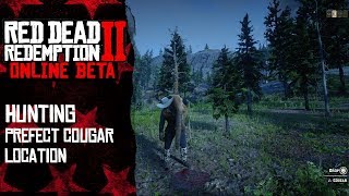 Hunting perfect cougar with potent predator bait  Red Dead Redemption 2 Online [upl. by Ardnosal200]