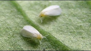 How To Build A Simple White Fly Trap And Identify White Flies [upl. by Heimlich647]