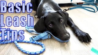 Leash Walking Tips  Dog Scared of Leash [upl. by Verda744]